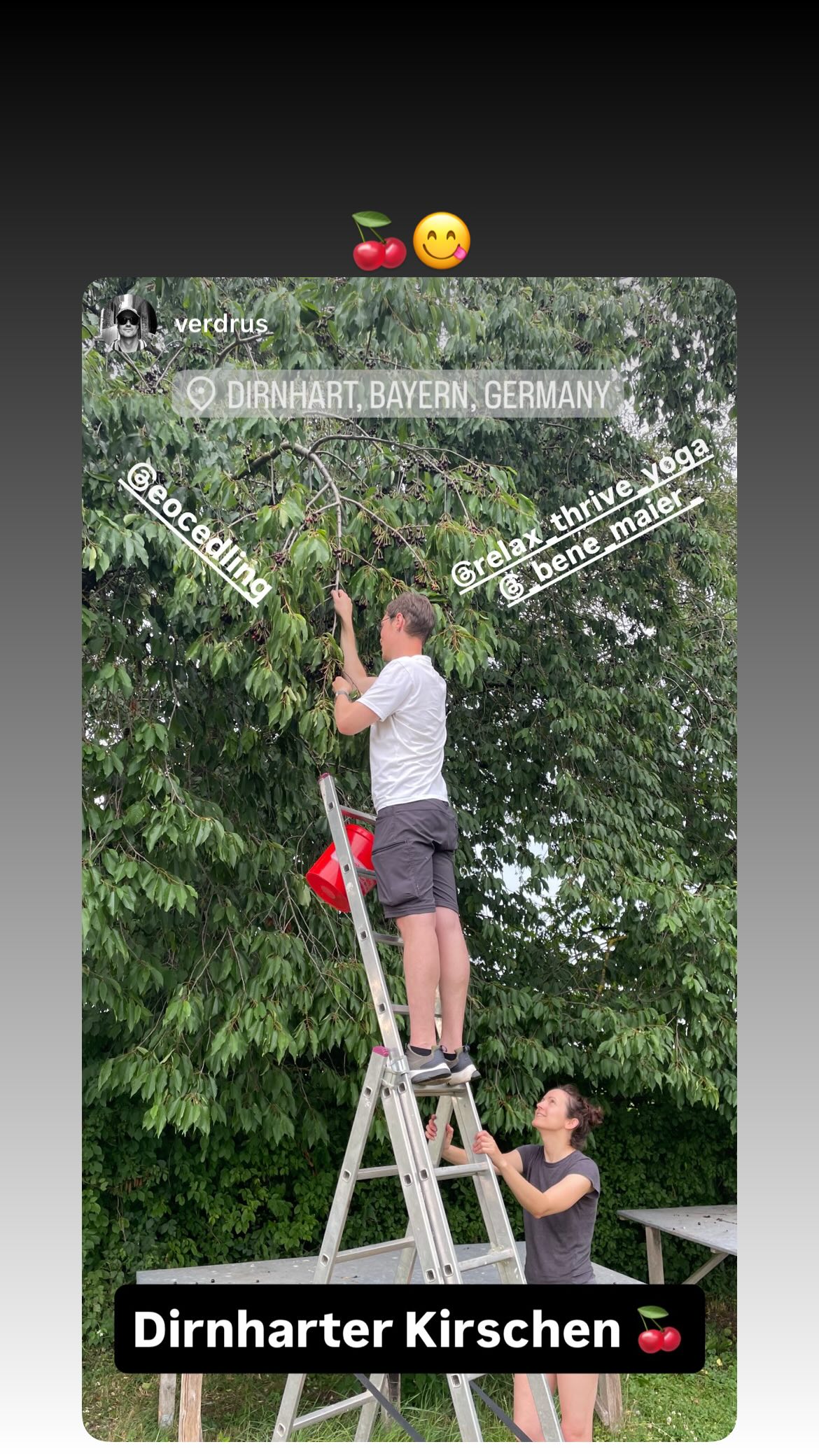 Dirnharter Kirschen-Ernte 🍒😋